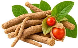 Sedamin — Ashwagandha (Withania somnifera) in der Zusammensetzung