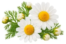 Sedamin — Kamille (Matricaria chamomilla) in der Zusammensetzung
