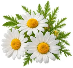 Sedamin — Kamille (Matricaria chamomilla) in der Zusammensetzung