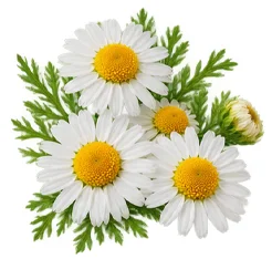 Sedamin — Kamille (Matricaria chamomilla) in der Zusammensetzung