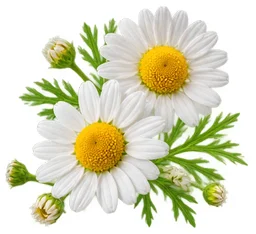 Sedamin — Kamille (Matricaria chamomilla) in der Zusammensetzung