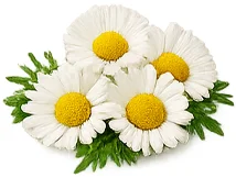 Sedamin — kamomill (Matricaria chamomilla)