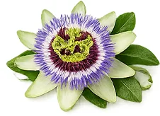 Sedamin — passionsblomma (Passiflora incarnata)