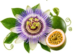 Sedamin — Passionsblume (Passiflora incarnata) in der Zusammensetzung