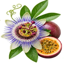 Sedamin — Passionsblume (Passiflora incarnata) in der Zusammensetzung
