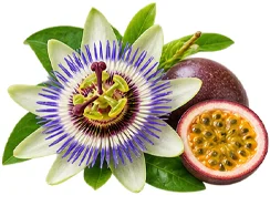 Sedamin — Passionsblume (Passiflora incarnata) in der Zusammensetzung