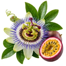 Sedamin — Passionsblume (Passiflora incarnata) in der Zusammensetzung