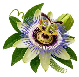Sedamin — Passionsblume (Passiflora incarnata) in der Zusammensetzung