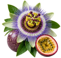 Sedamin — Passionsblume (Passiflora incarnata) in der Zusammensetzung