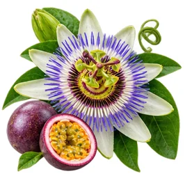 Sedamin — Passionsblume (Passiflora incarnata) in der Zusammensetzung